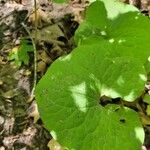 Asarum canadense葉