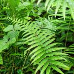 Thelypteris interrupta Folio