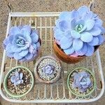 Echeveria laui Hoja