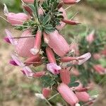 Astragalus armatus Kvet