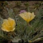 Oenothera primiveris Celota