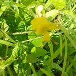 Vigna luteola Flower