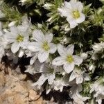 Arenaria erinacea Flower