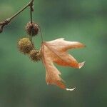 Platanus orientalis Fruct