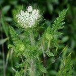 Daucus muricatus Likasa