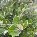 Quercus rotundifolia Leaf