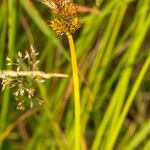 Carex leporina Ŝelo