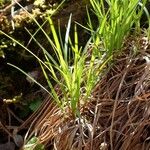 Carex pilulifera ശീലം