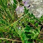 Astragalus alpinus 葉