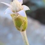 Chardinia orientalis Blüte