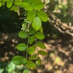 Dalbergia melanoxylon Leaf