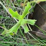 Pelargonium multibracteatum Leaf