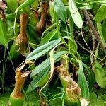 Nepenthes alata موطن