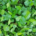 Hydrocotyle verticillata Feuille