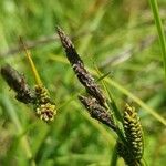 Carex nigra Blüte