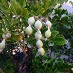 Sophora secundiflora Плод