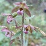 Epipactis helleborineКветка