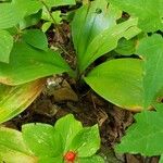 Clintonia borealis Habit