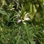 Monarda punctata Flower