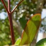 Cunonia capensis Hoja