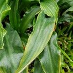 Veltheimia bracteata List