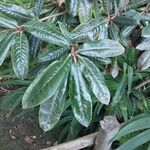 Rhododendron yakushimanum Leaf