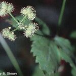 Sanicula trifoliata