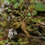 Teesdalia coronopifolia Floare