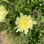 Hieracium berardianum Λουλούδι