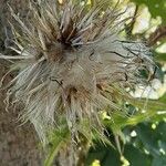 Cirsium discolor Fruto