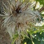 Cirsium discolor Fruit