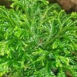 Selaginella kraussiana ഇല