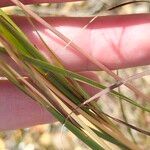 Hyparrhenia hirta Bark