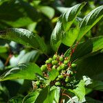 Cornus sericea Levél