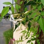 Jasminum officinale List