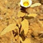 Sida spinosa Λουλούδι