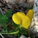 Lotus edulis Blüte