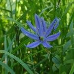 Camassia quamash Квітка