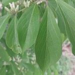 Lonicera maackii Feuille
