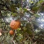 Quercus chrysolepis Φρούτο