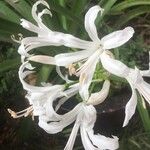 Nerine undulata Flower