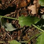 Centaurea jordaniana 葉