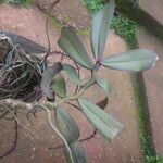 Rhipidoglossum rutilum Leaf