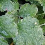 Geum urbanum List