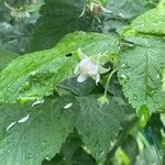 Rubus idaeus Flor