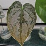 Philodendron brandtianum 葉