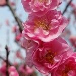 Prunus triloba Blomma