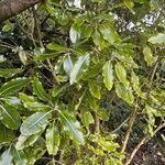 Pittosporum eugenioides Ліст
