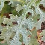 Senecio viscosus Blatt