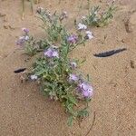 Matthiola tricuspidata Кветка